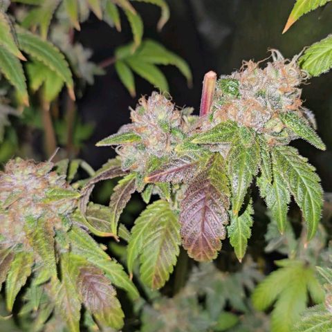 Grand Daddy Purple 🌌 growlog timeline photo