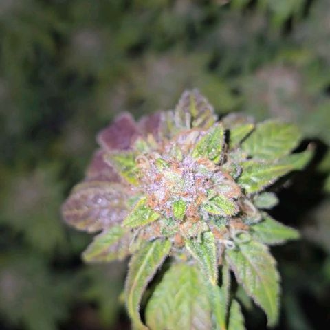 Grand Daddy Purple 🌌 growlog timeline photo