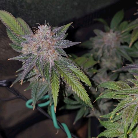 Somango XL 🥭 growlog timeline photo