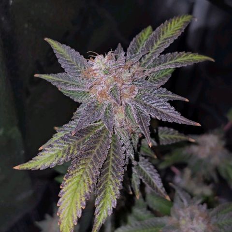 Somango XL 🥭 growlog timeline photo