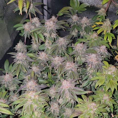 Somango XL 🥭 growlog timeline photo