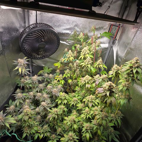 Somango XL 🥭 growlog timeline photo