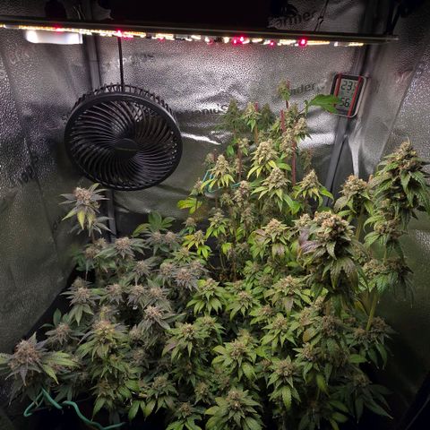 Somango XL 🥭 growlog timeline photo