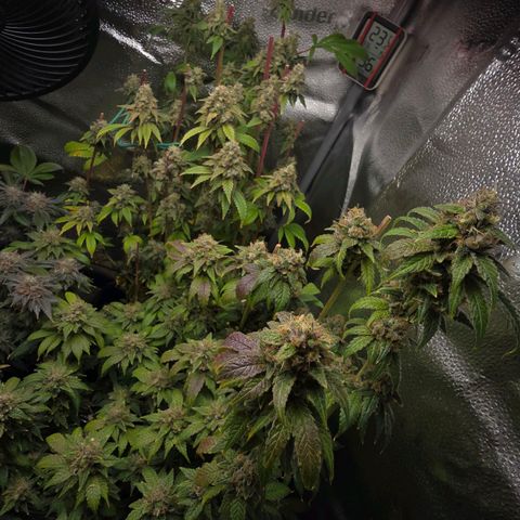 Grand Daddy Purple 🌌 growlog timeline photo