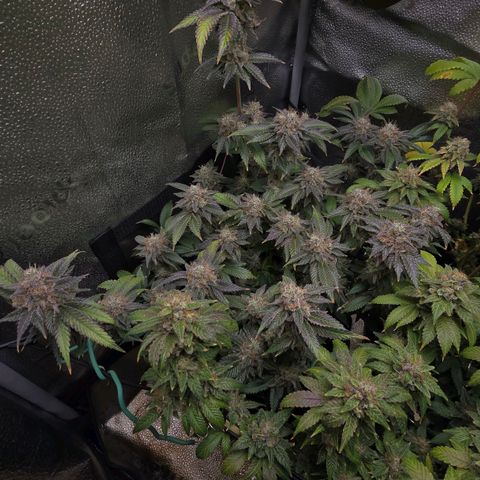 Somango XL 🥭 growlog timeline photo