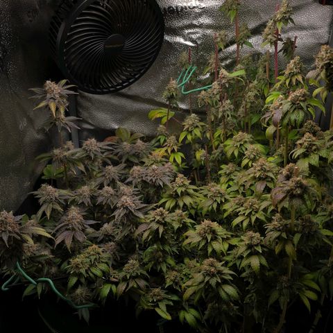 Grand Daddy Purple 🌌 growlog timeline photo