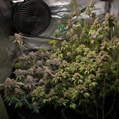 Grand Daddy Purple 🌌 growlog timeline photo