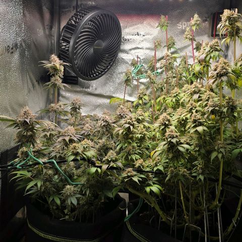 Grand Daddy Purple 🌌 growlog timeline photo