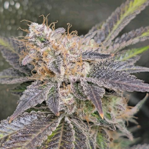 Somango XL 🥭 growlog timeline photo