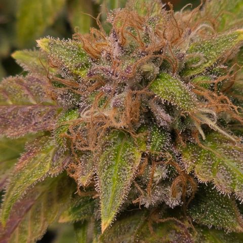 Grand Daddy Purple 🌌 growlog timeline photo