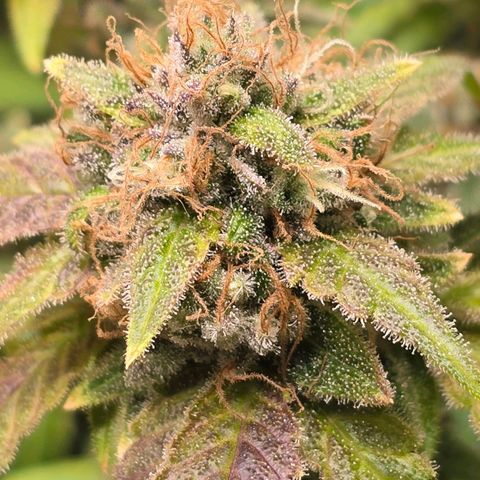Grand Daddy Purple 🌌 growlog timeline photo