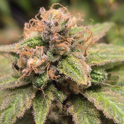Grand Daddy Purple 🌌 growlog timeline photo