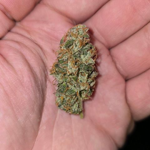 Grand Daddy Purple 🌌 growlog timeline photo