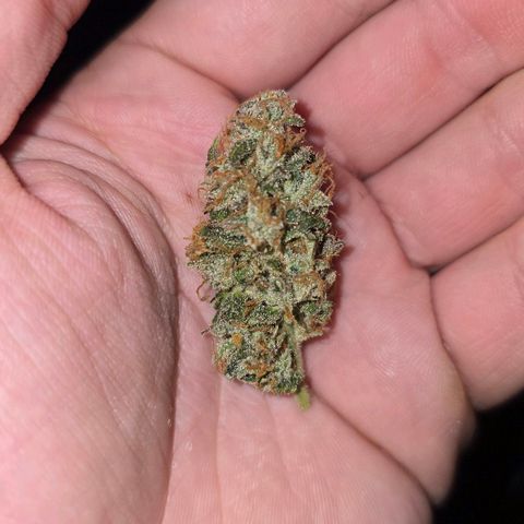 Grand Daddy Purple 🌌 growlog timeline photo