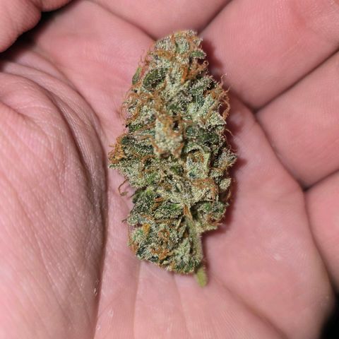 Grand Daddy Purple 🌌 growlog timeline photo