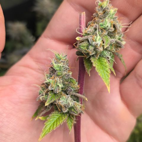 Grand Daddy Purple 🌌 growlog timeline photo