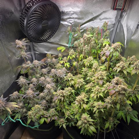 Somango XL 🥭 growlog timeline photo