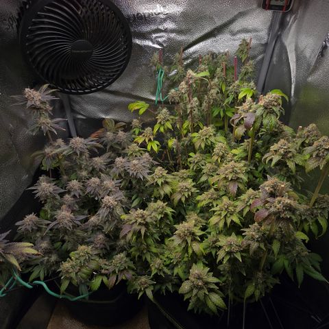 Somango XL 🥭 growlog timeline photo