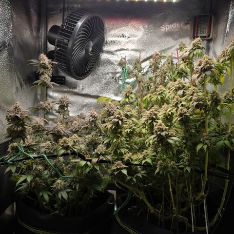 Grand Daddy Purple 🌌 growlog timeline photo