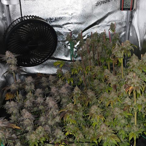 Somango XL 🥭 growlog timeline photo