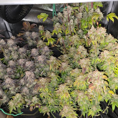 Somango XL 🥭 growlog timeline photo
