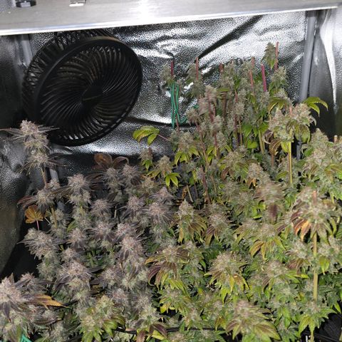 Somango XL 🥭 growlog timeline photo