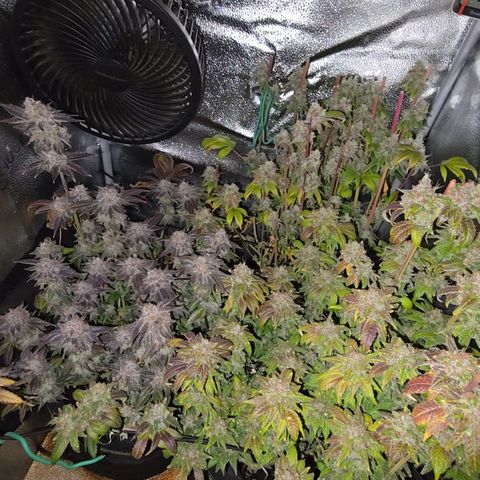 Somango XL 🥭 growlog timeline photo