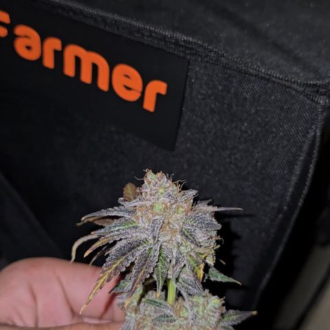 Somango XL 🥭 growlog timeline photo
