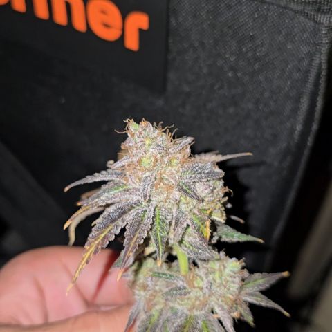 Somango XL 🥭 growlog timeline photo