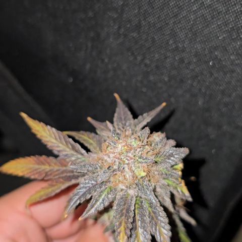 Somango XL 🥭 growlog timeline photo