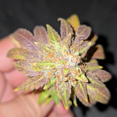 Grand Daddy Purple 🌌 growlog timeline photo