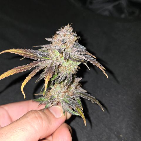 Somango XL 🥭 growlog timeline photo