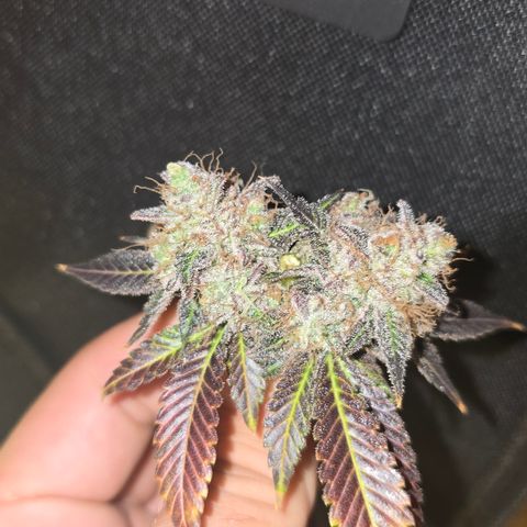 Somango XL 🥭 growlog timeline photo