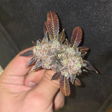Somango XL 🥭 growlog timeline photo