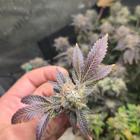 Somango XL 🥭 growlog timeline photo