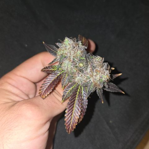 Somango XL 🥭 growlog timeline photo