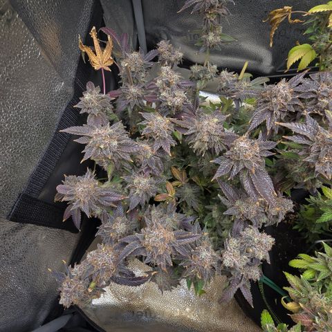 Somango XL 🥭 growlog timeline photo
