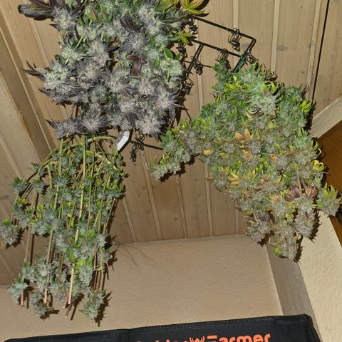 Somango XL 🥭 growlog timeline photo