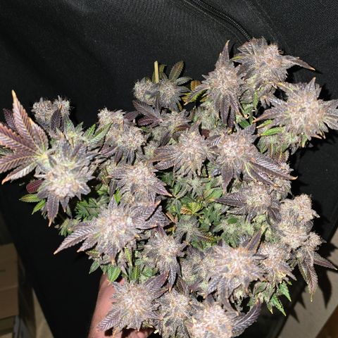 Somango XL 🥭 growlog timeline photo