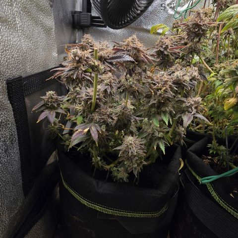Somango XL 🥭 growlog timeline photo