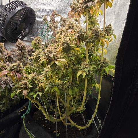 Grand Daddy Purple 🌌 growlog timeline photo