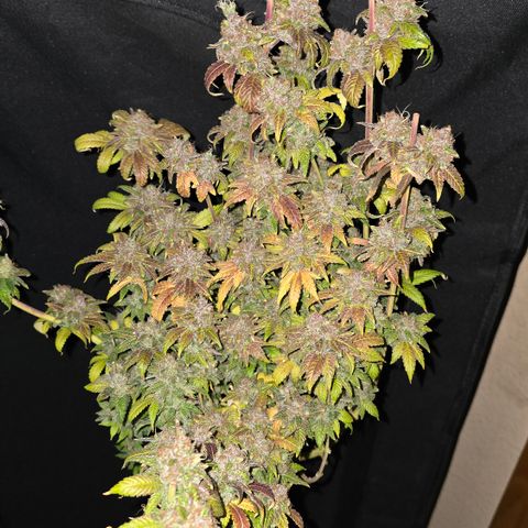 Grand Daddy Purple 🌌 growlog timeline photo