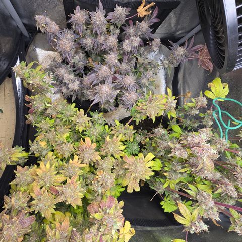 Grand Daddy Purple 🌌 growlog timeline photo