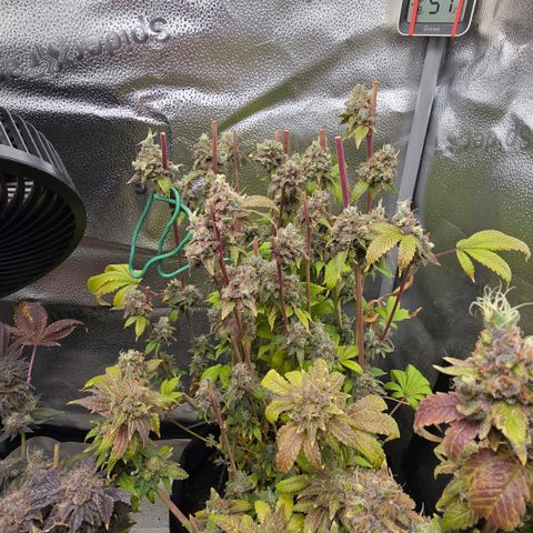 Grand Daddy Purple 🌌 growlog timeline photo