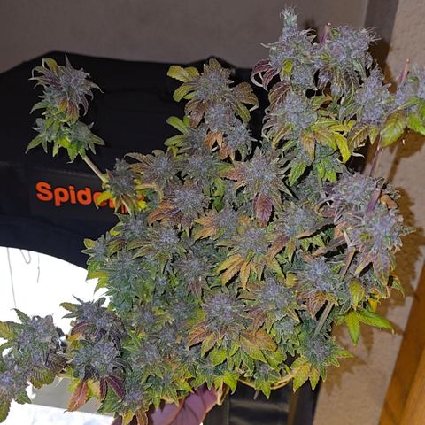 Grand Daddy Purple 🌌 growlog timeline photo