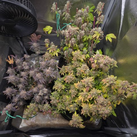 Grand Daddy Purple 🌌 growlog timeline photo
