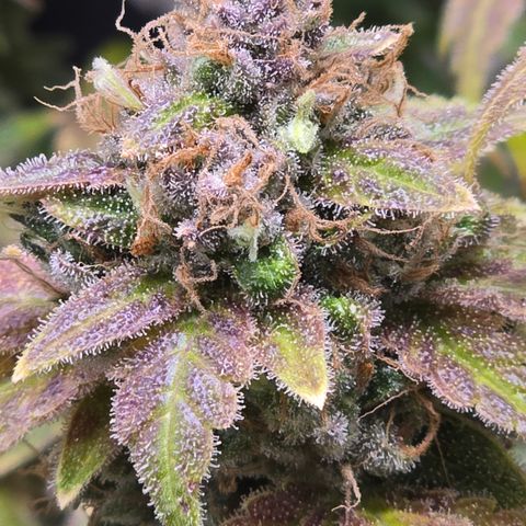 Grand Daddy Purple 🌌 growlog timeline photo
