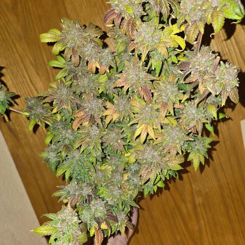 Grand Daddy Purple 🌌 growlog timeline photo