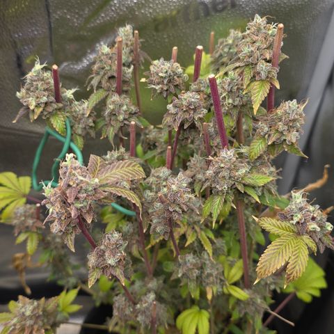 Grand Daddy Purple 🌌 growlog timeline photo