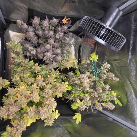Grand Daddy Purple 🌌 growlog timeline photo